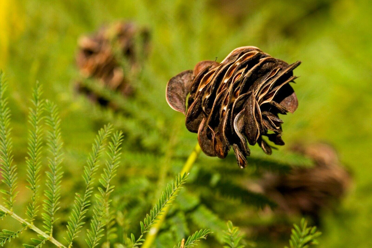 50 Illinois Bundleflower Seeds - Seed World