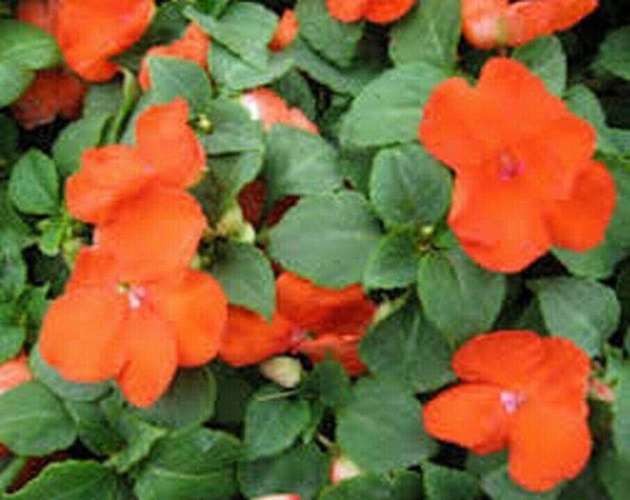 50 Impatiens Walleriana Baby Orange Seeds - Seed World