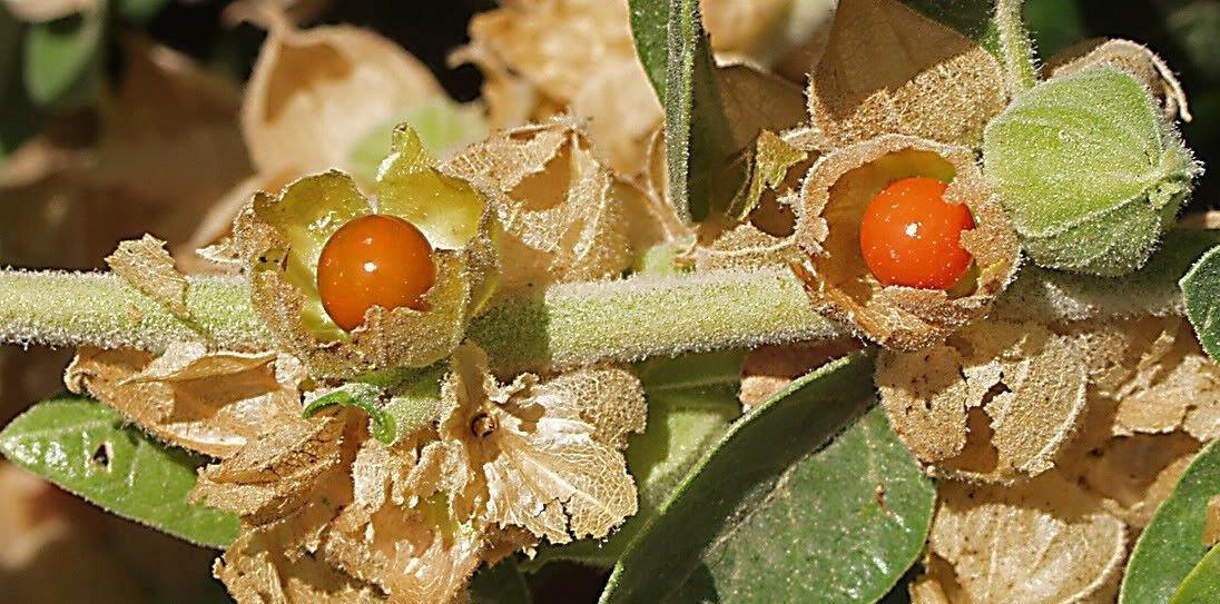 50 Indian Ginseng Seeds - Seed World