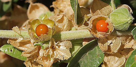 50 Indian Ginseng Seeds - Seed World