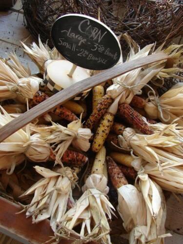 50 Indian Mini Mix Corn Seeds - Seed World