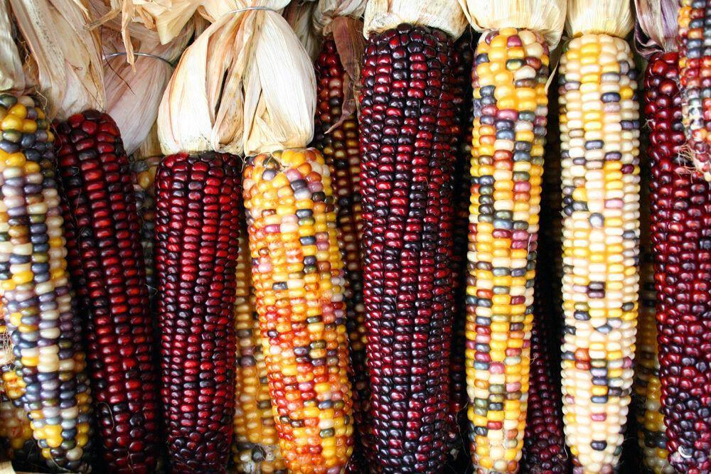 50 Indian Mini Mix Corn Seeds - Seed World