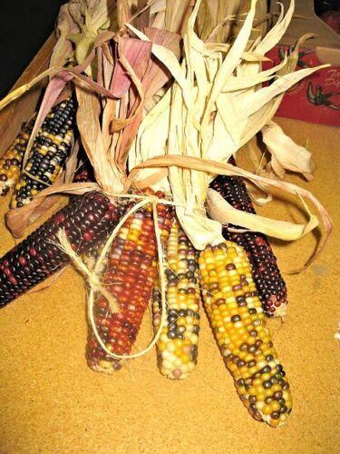 50 Indian Mini Mix Corn Seeds - Seed World