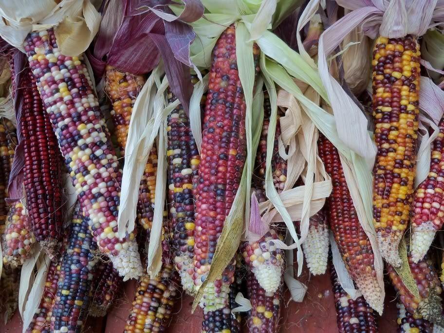 50 Indian Mini Mix Corn Seeds - Seed World