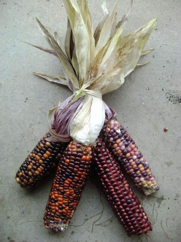50 Indian Mini Mix Corn Seeds - Seed World