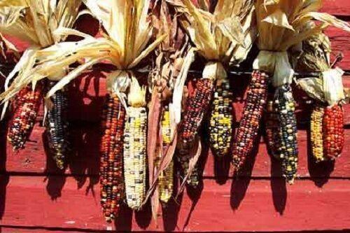 50 Indian Mini Mix Corn Seeds - Seed World