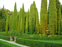 50 Italian Cypress Seeds (Cupressus Sempervirens) Seeds - Seed World