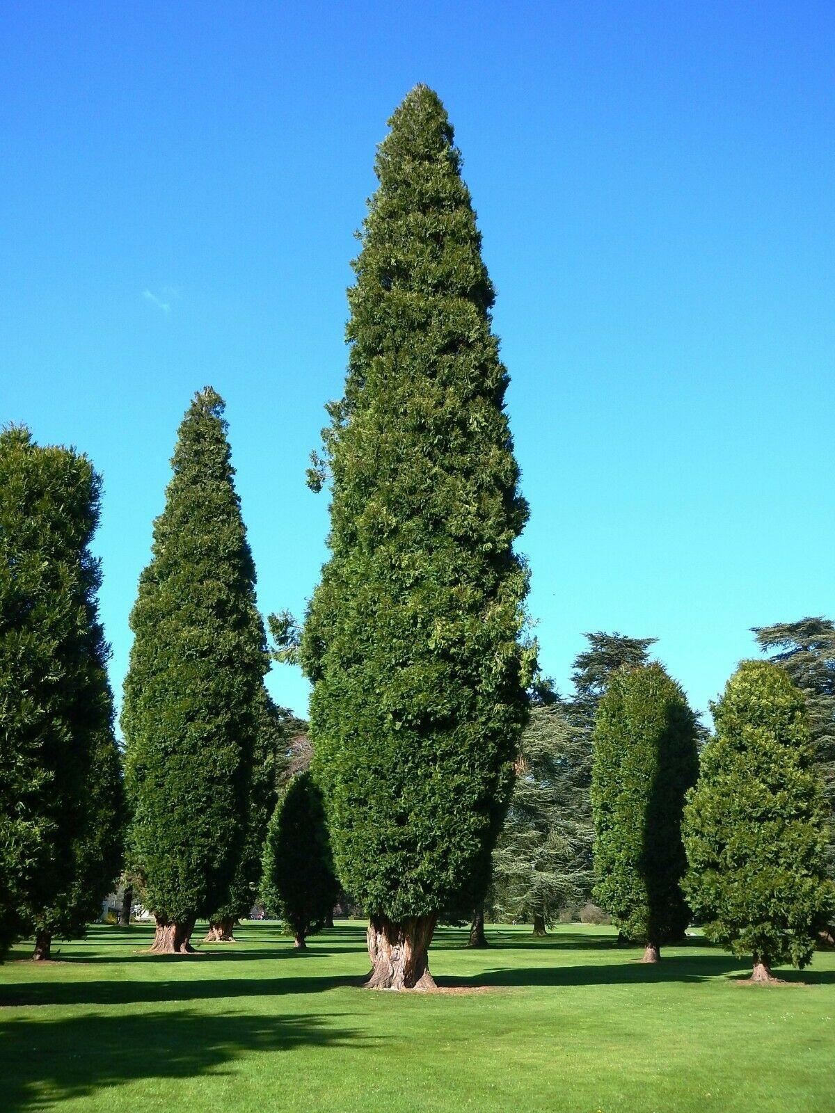 50 Italian Cypress Seeds (Cupressus Sempervirens) Seeds - Seed World