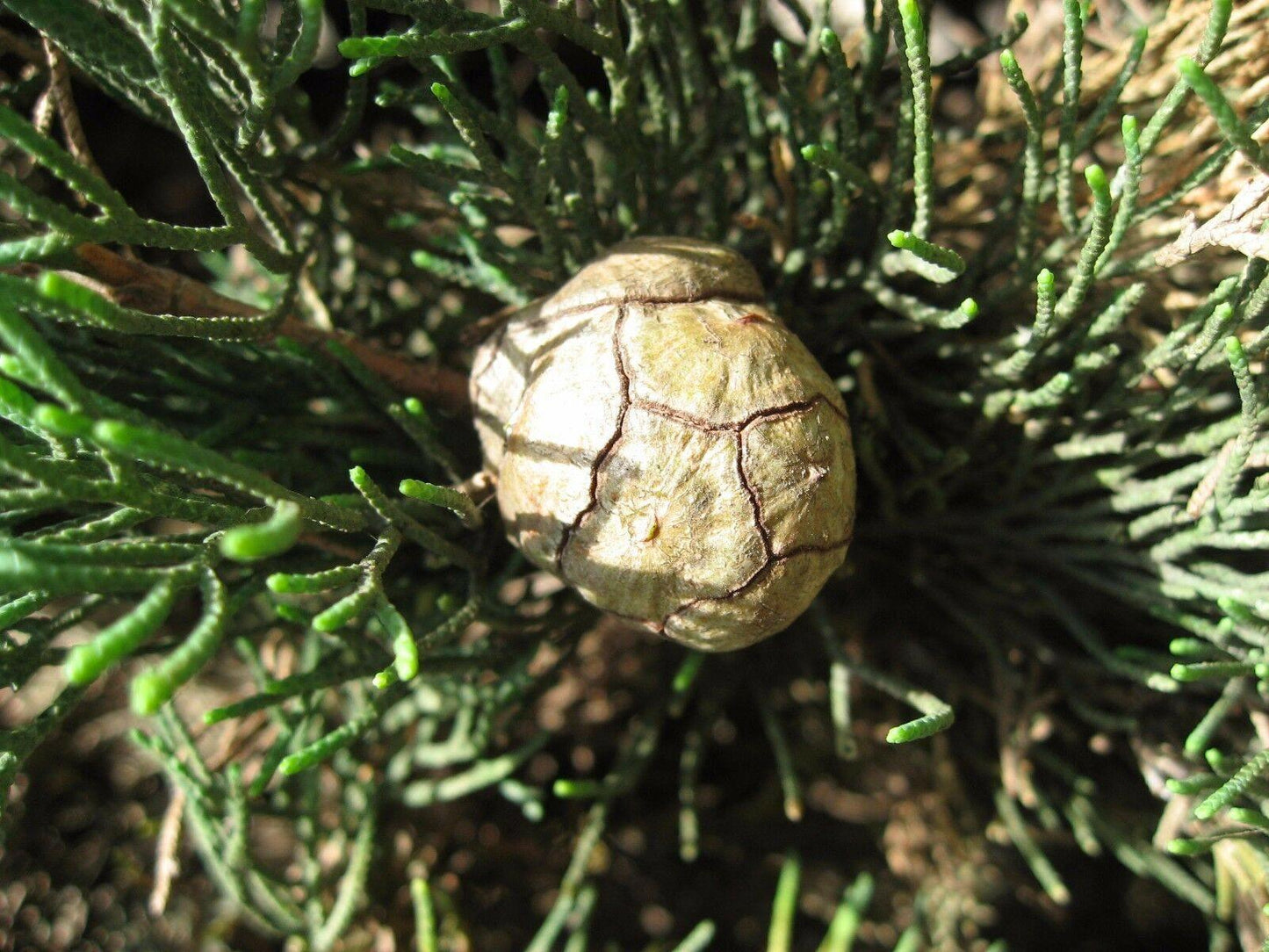 50 Italian Cypress Seeds (Cupressus Sempervirens) Seeds - Seed World