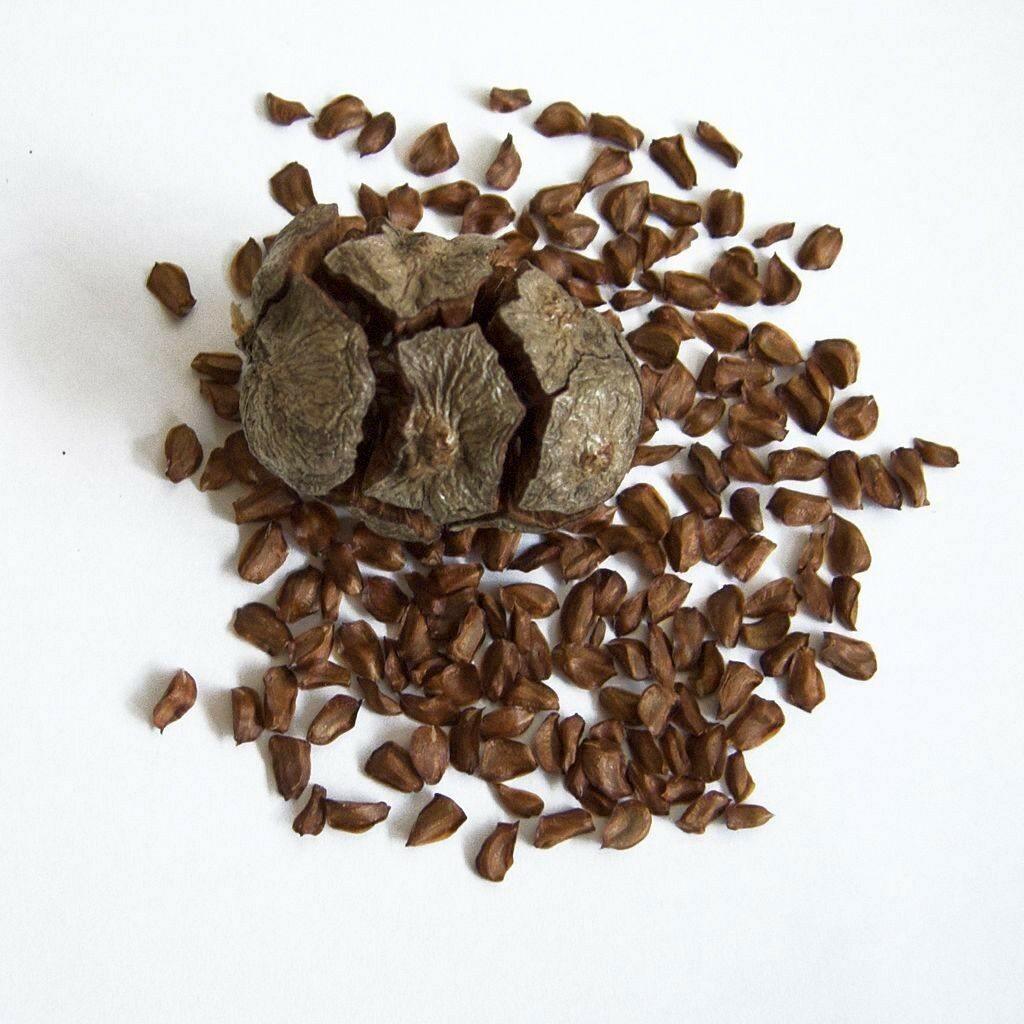 50 Italian Cypress Seeds (Cupressus Sempervirens) Seeds - Seed World