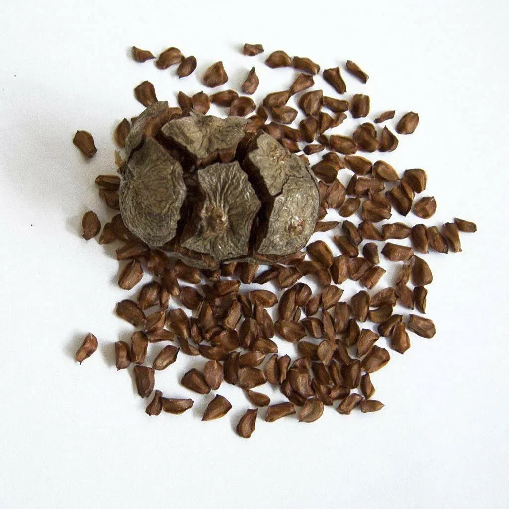 50 Italian Cypress Seeds (Cupressus Sempervirens) Seeds - Seed World
