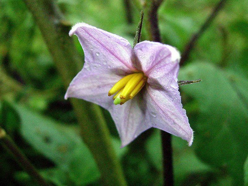 50 Italian Eggplant Rosa Bianca Seeds - Seed World