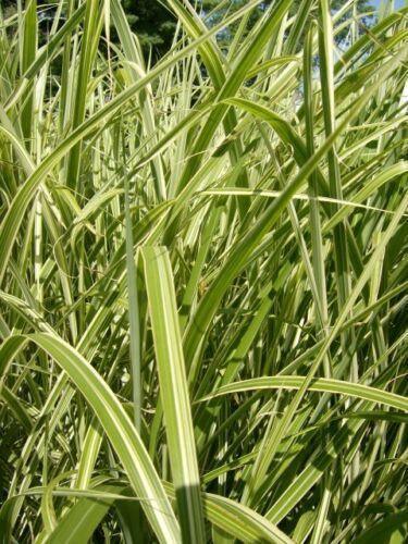 50 Japanese Silver Grass Seeds - Seed World