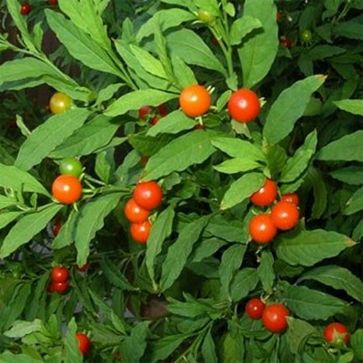50 Jerusalem Cherry Seeds - Seed World