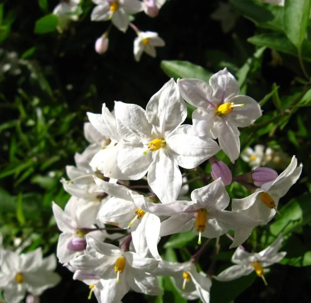50 Jerusalem Cherry Seeds - Seed World
