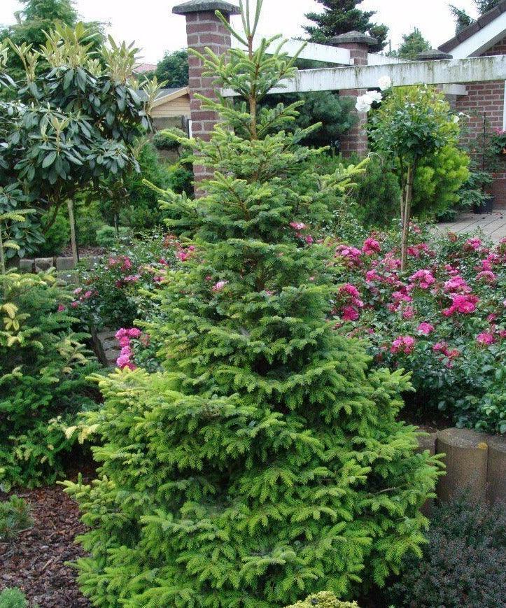 50 Jezo Spruce Bonsai Tree Seeds - Seed World