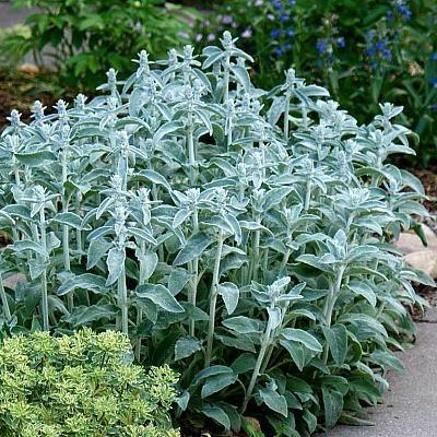 50 Lamb's Ear Byzantina Seeds - Seed World
