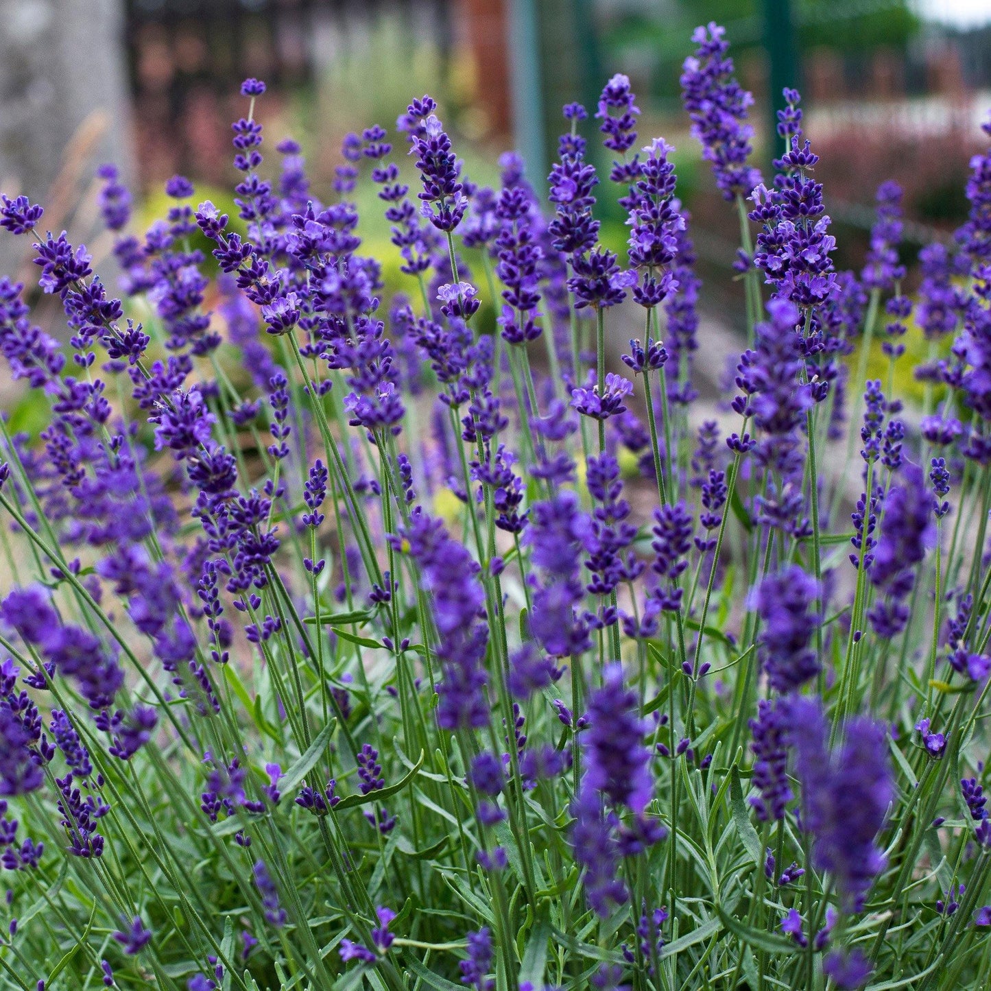 50 Lavender Hidcote Blue Seeds - Seed World