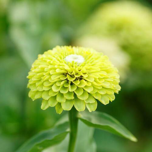 50 Lime Green "Envy" Zinnia Flower Seeds - Seed World