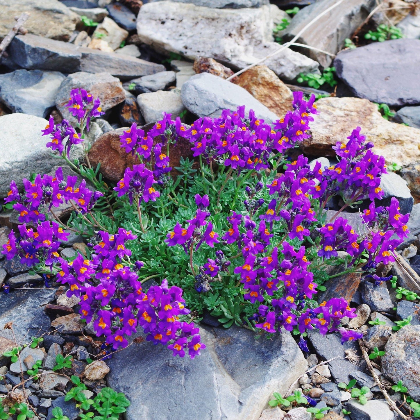50 Linaria Alpina Seeds - Seed World