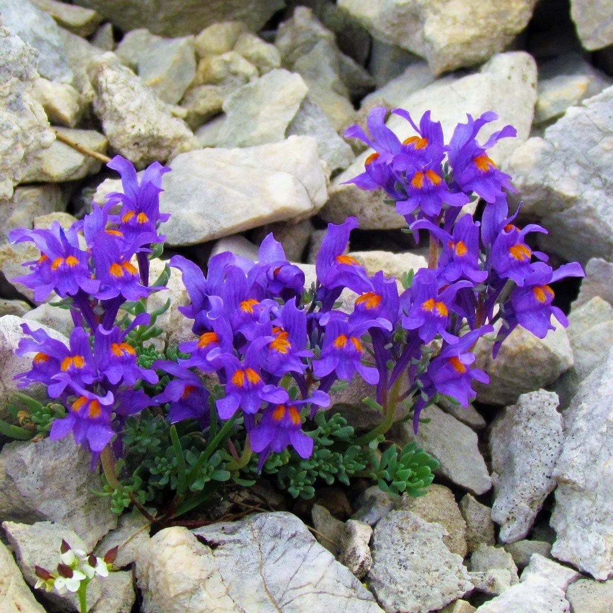 50 Linaria Alpina Seeds - Seed World