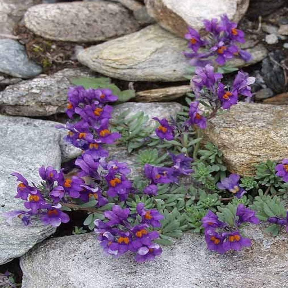 50 Linaria Alpina Seeds - Seed World