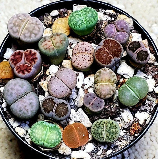 50 Lithops Seeds - Mix - Seed World