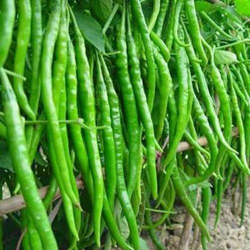50 Long Organic Green Chili Seeds - Seed World