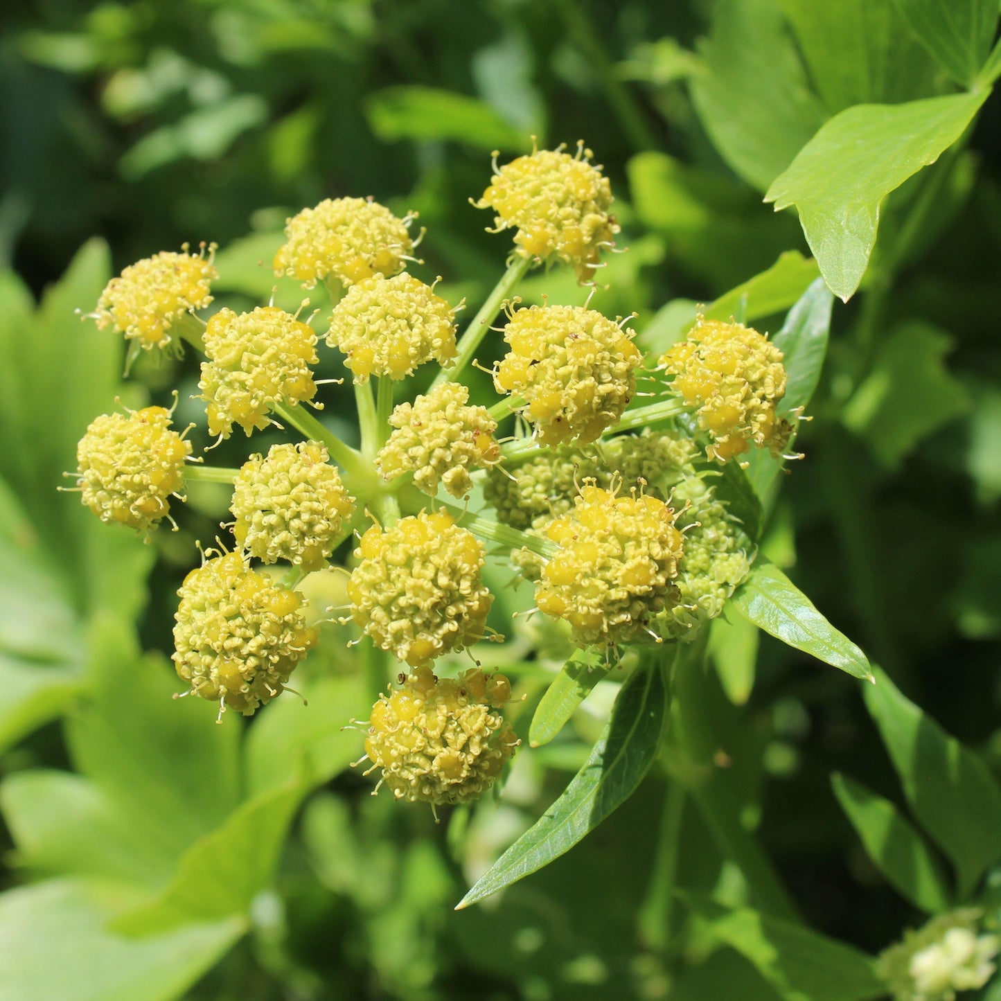 50 Lovage (Levisticum Officinalis) Seeds - Seed World