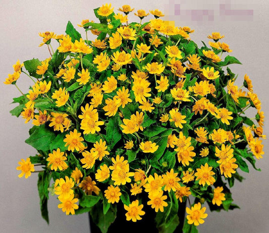 50 Melampodium Butter Daisy Seeds - Seed World