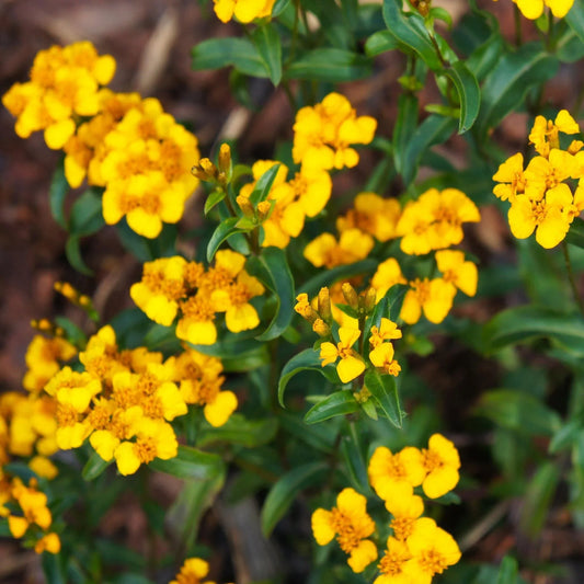 50 Mexican Mint (Tagetes Lucida) Seeds - Seed World