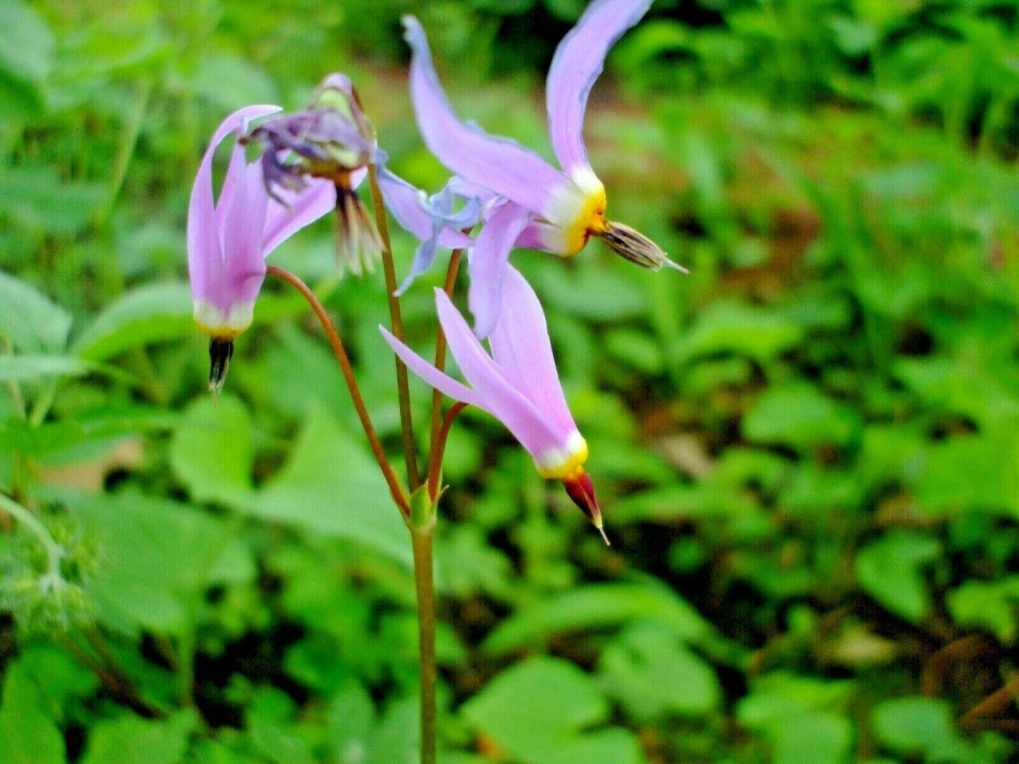 50 Midland Shooting Star Seeds - Seed World