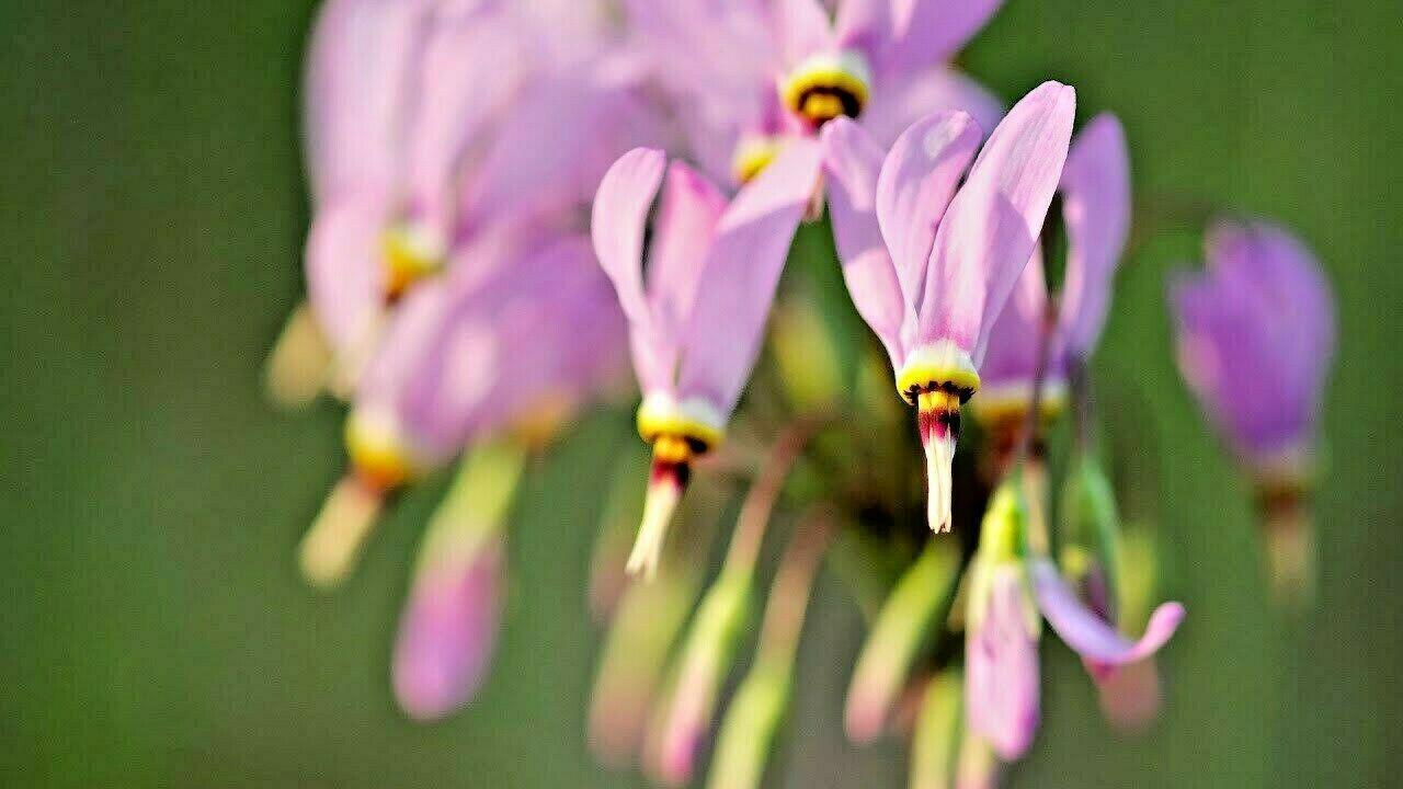 50 Midland Shooting Star Seeds - Seed World