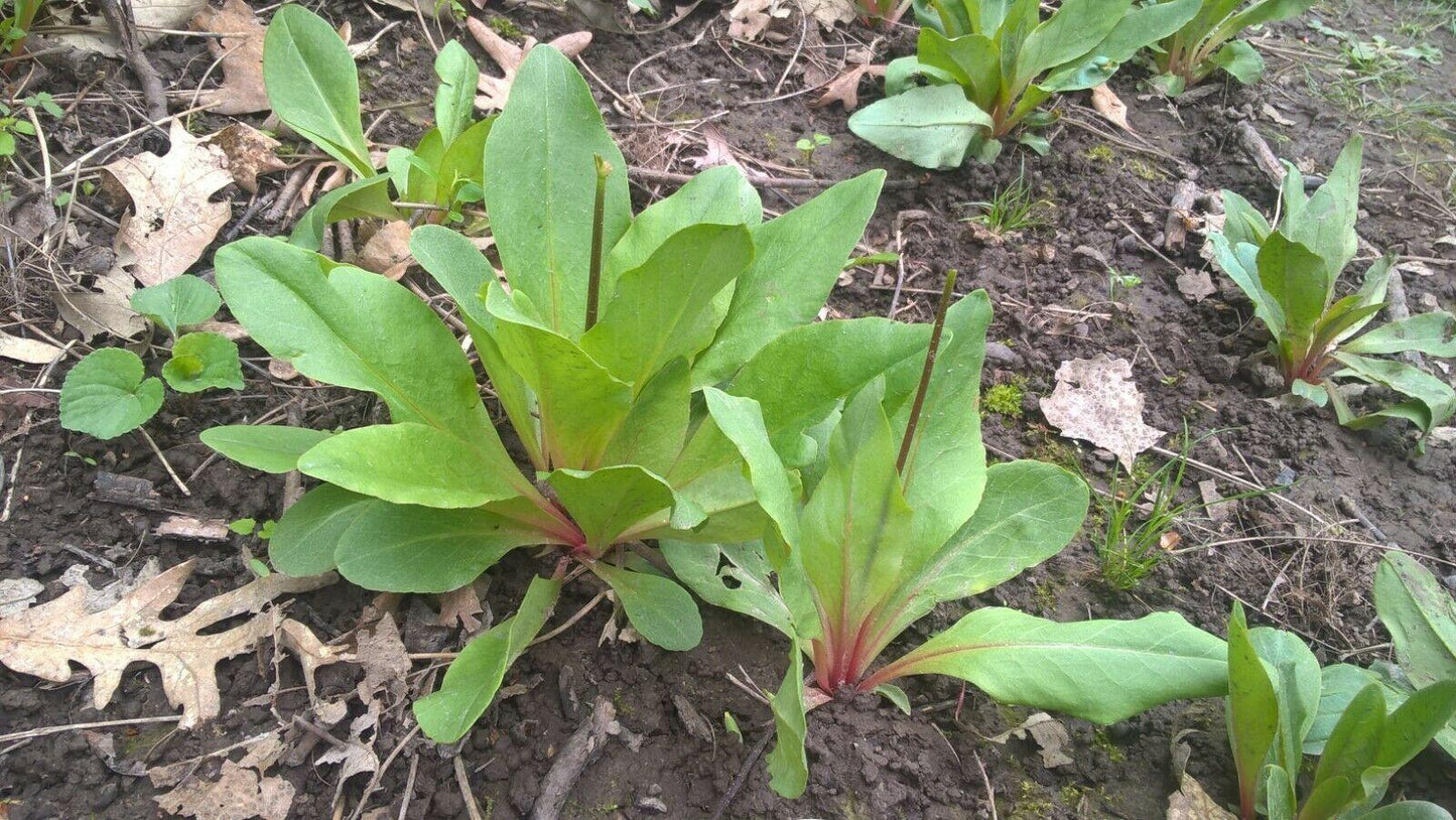50 Midland Shooting Star Seeds - Seed World