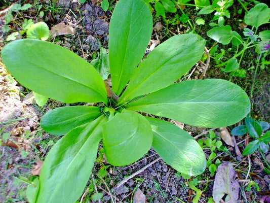 50 Midland Shooting Star Seeds - Seed World