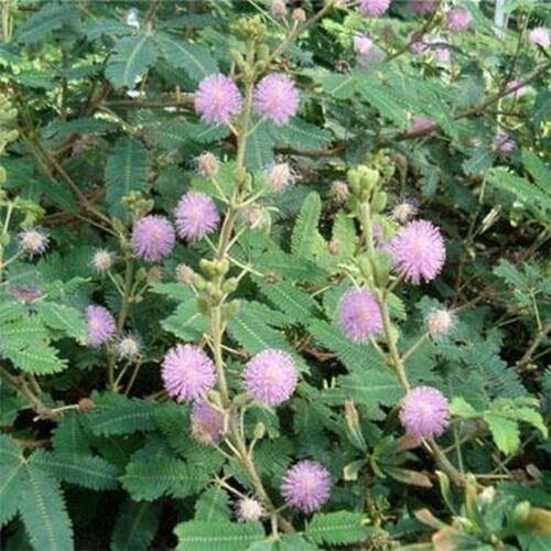 50 Mimosa Pudica | Sensitive Plant Seeds - Seed World