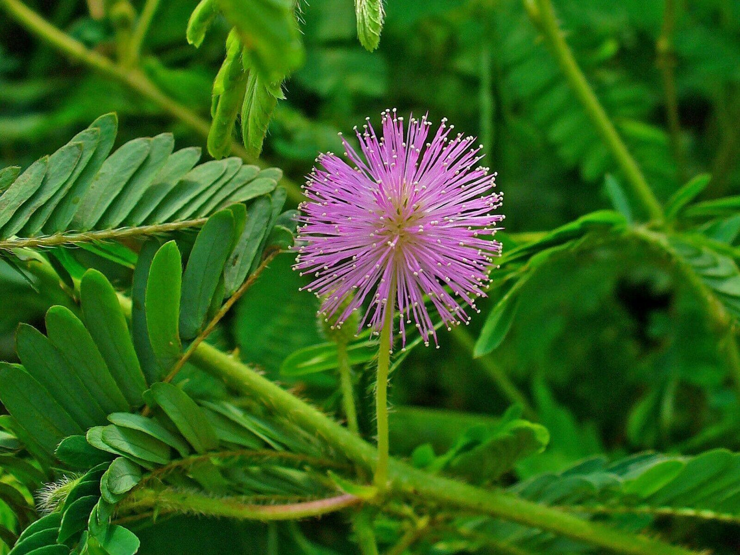 50 Mimosa Pudica | Sensitive Plant Seeds - Seed World