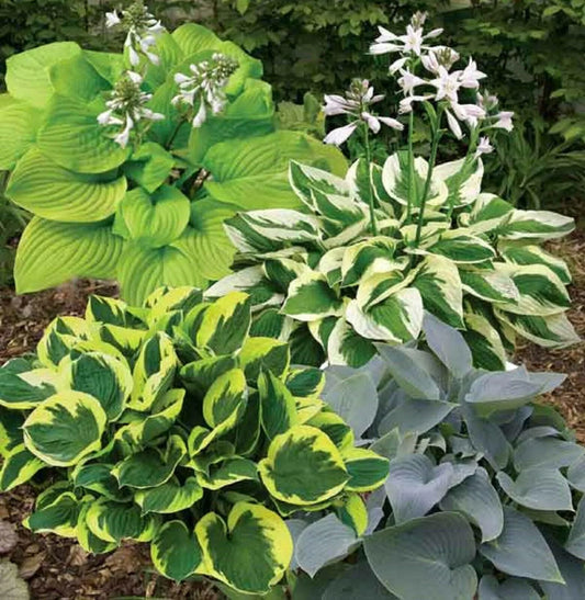 50 Mixed Hosta Seeds - Seed World