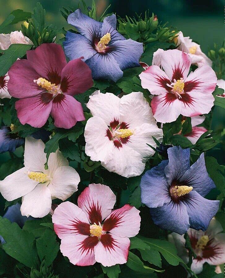 50 Mixed Rose of Sharon (Hibiscus Syriacus) Seeds - Seed World