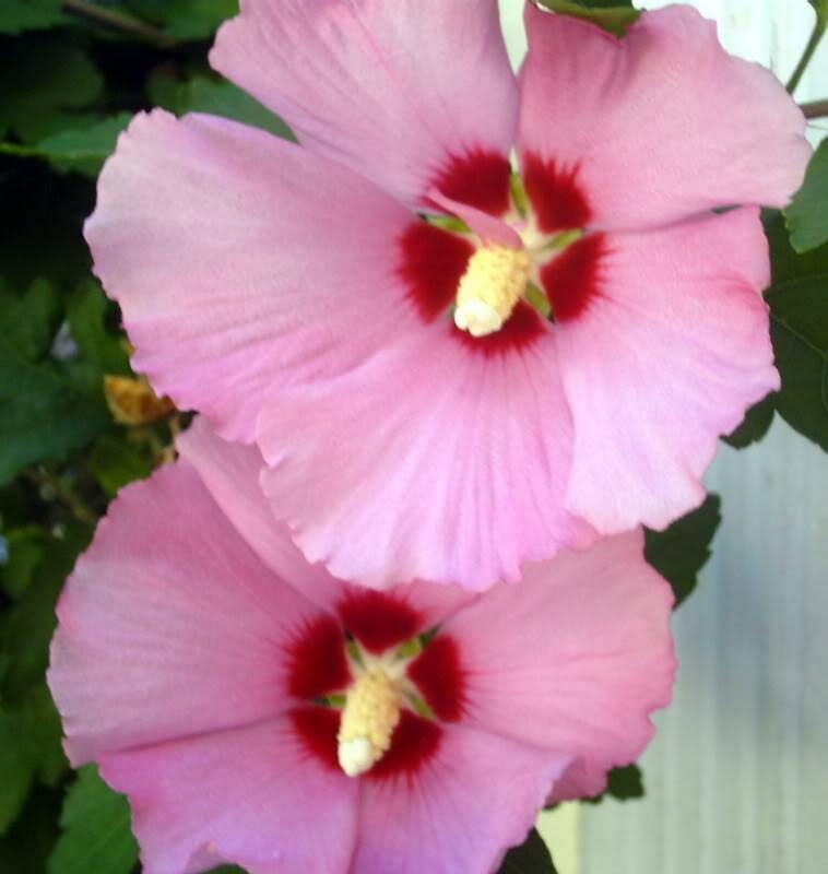 50 Mixed Rose of Sharon (Hibiscus Syriacus) Seeds - Seed World