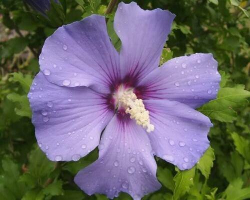 50 Mixed Rose of Sharon (Hibiscus Syriacus) Seeds - Seed World