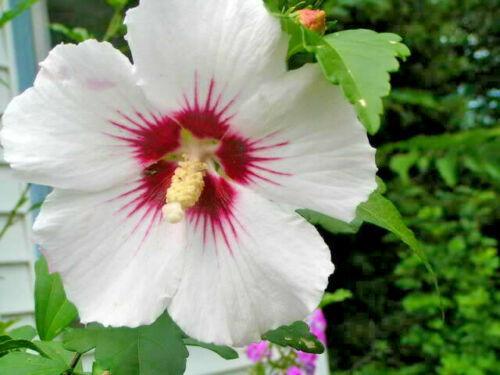 50 Mixed Rose of Sharon (Hibiscus Syriacus) Seeds - Seed World