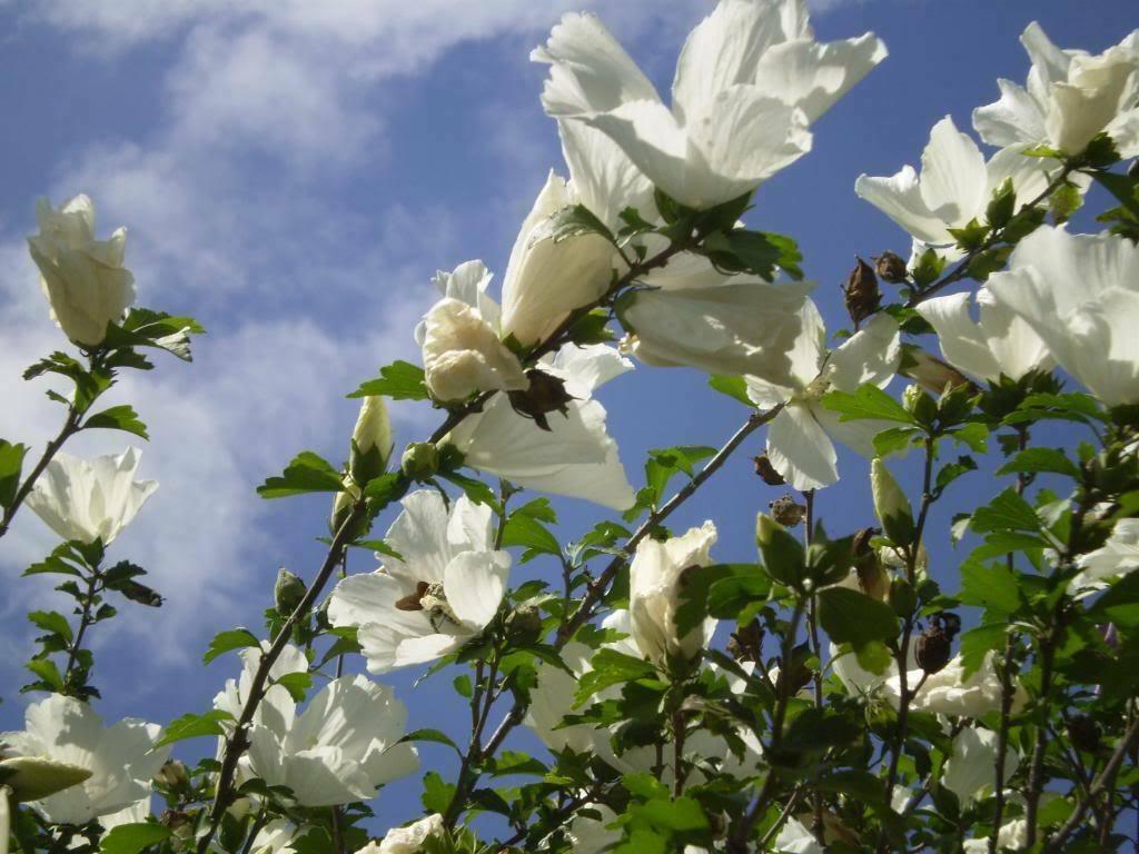 50 Mixed Rose of Sharon (Hibiscus Syriacus) Seeds - Seed World