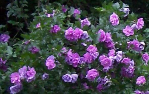 50 Mixed Rose of Sharon (Hibiscus Syriacus) Seeds - Seed World