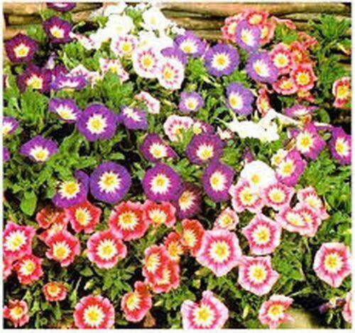 50 Morning Glory - Ensign Mix Seeds - Seed World