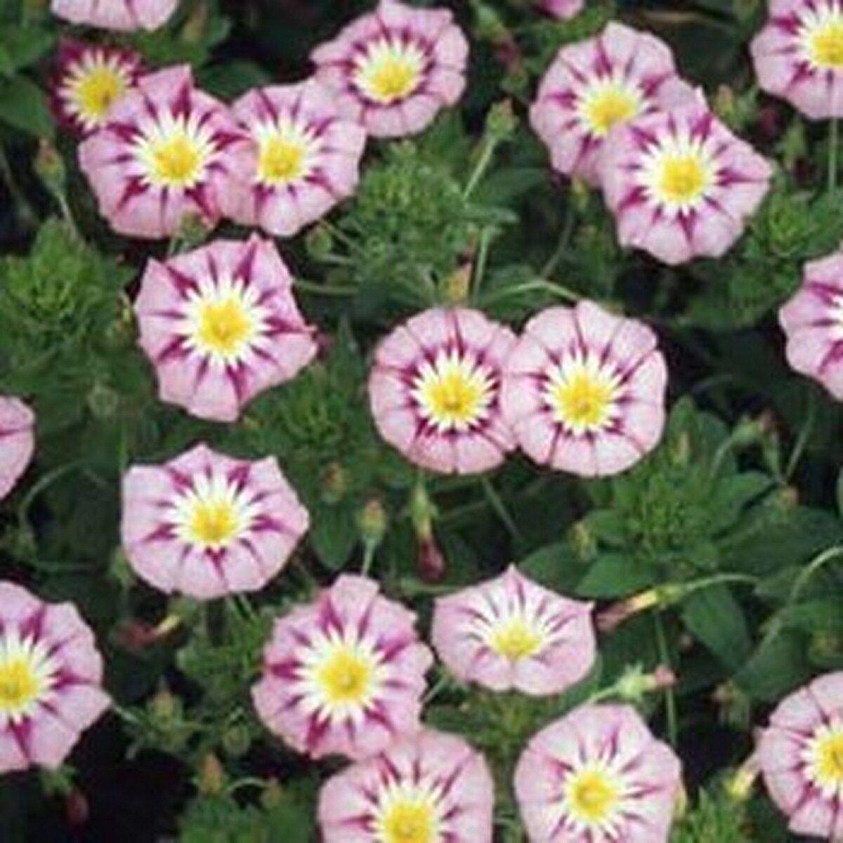 50 Morning Glory Seeds - Seed World
