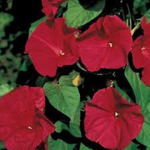 50 Morning Glory Seeds - Seed World