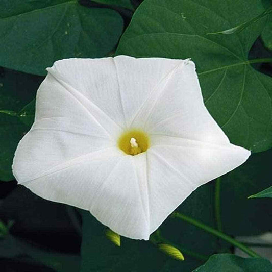 50 Morning Glory Seeds - Seed World