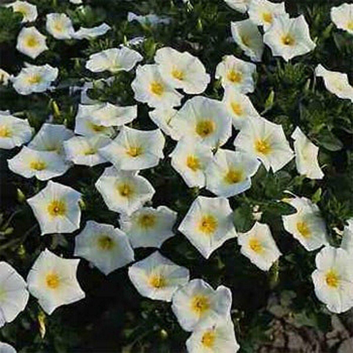 50 Morning Glory Seeds - Seed World