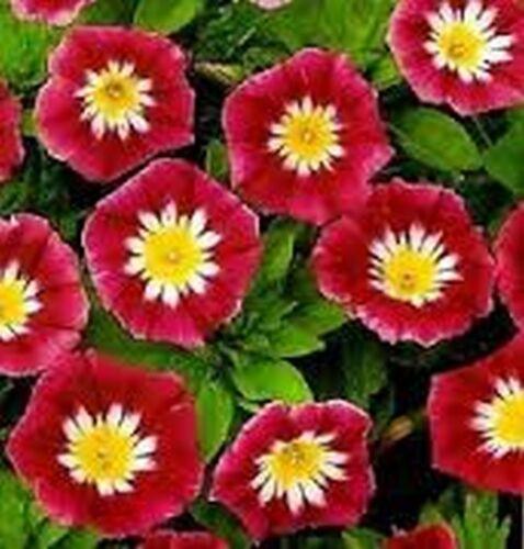 50 Morning Glory Seeds - Seed World